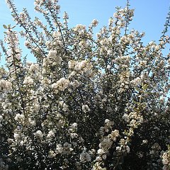ceanothus crassifolius